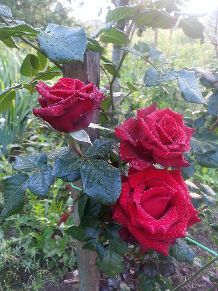 Вишнёвые розы