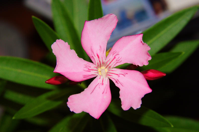 Олеандр - Цветок родом из Кипра - Воздушный винт
