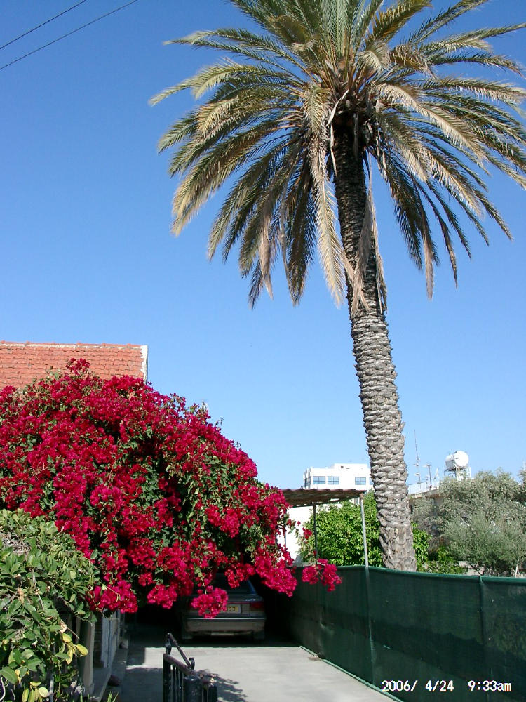 Природа Кипра весной