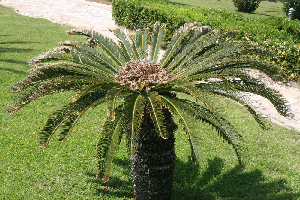 Кипрская пальма