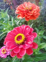 ������ (���. Zinnia) � ���������� ������� ������������ ��������
