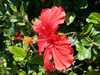 Гибискус - очень красивые, красные цветы