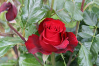 Роза красная - символ любви и романтики