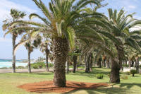 Пальмовая роща  - растительный мир Кипрра